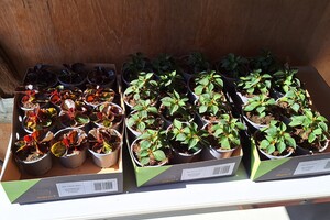 12 april plantjes ophalen 